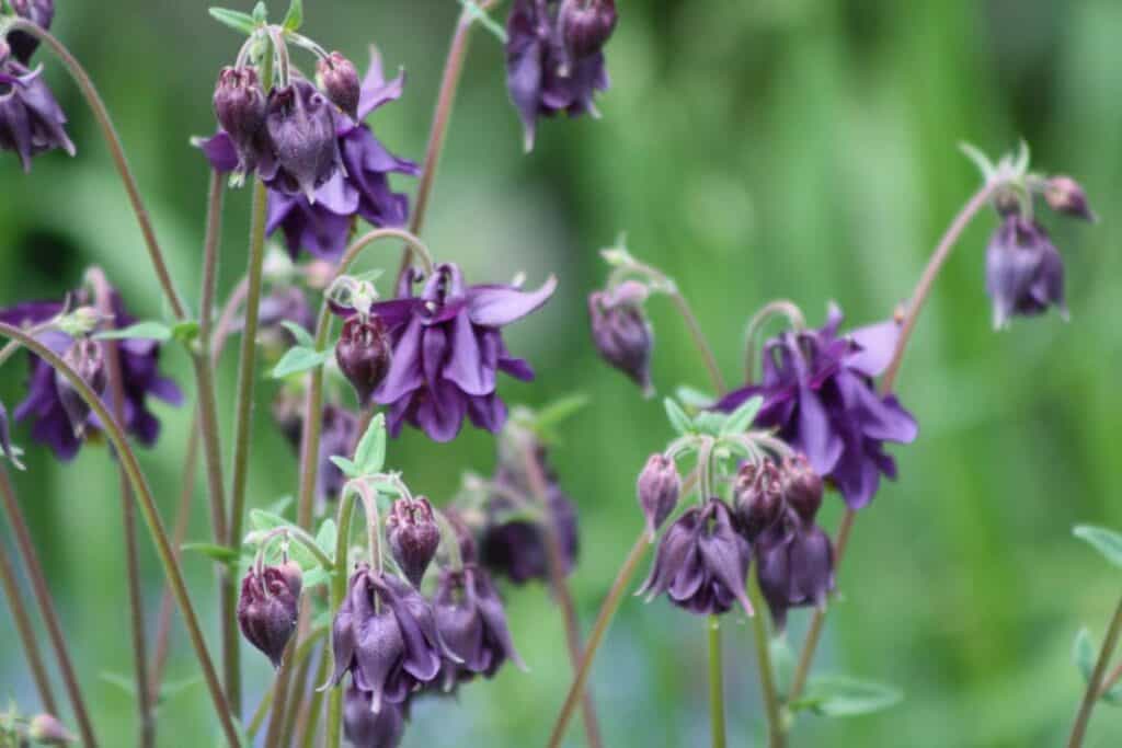 purple blooms of Aquilegia Vulgaris in the garden