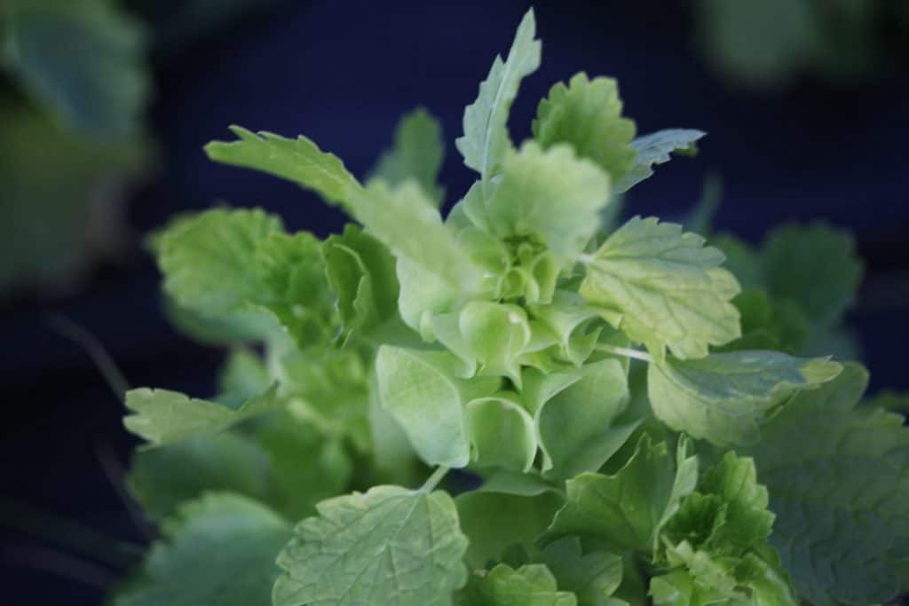 Bells of Ireland with green bells and leaves, some of the best annual flowers for cutting