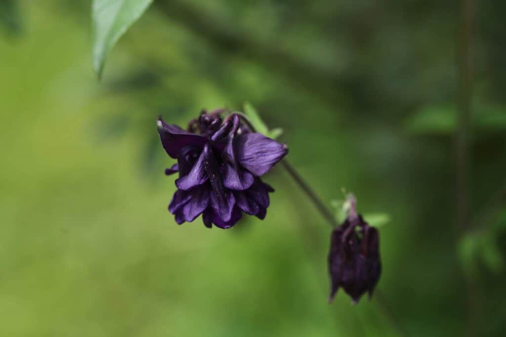 purple Columbine flowers in the garden