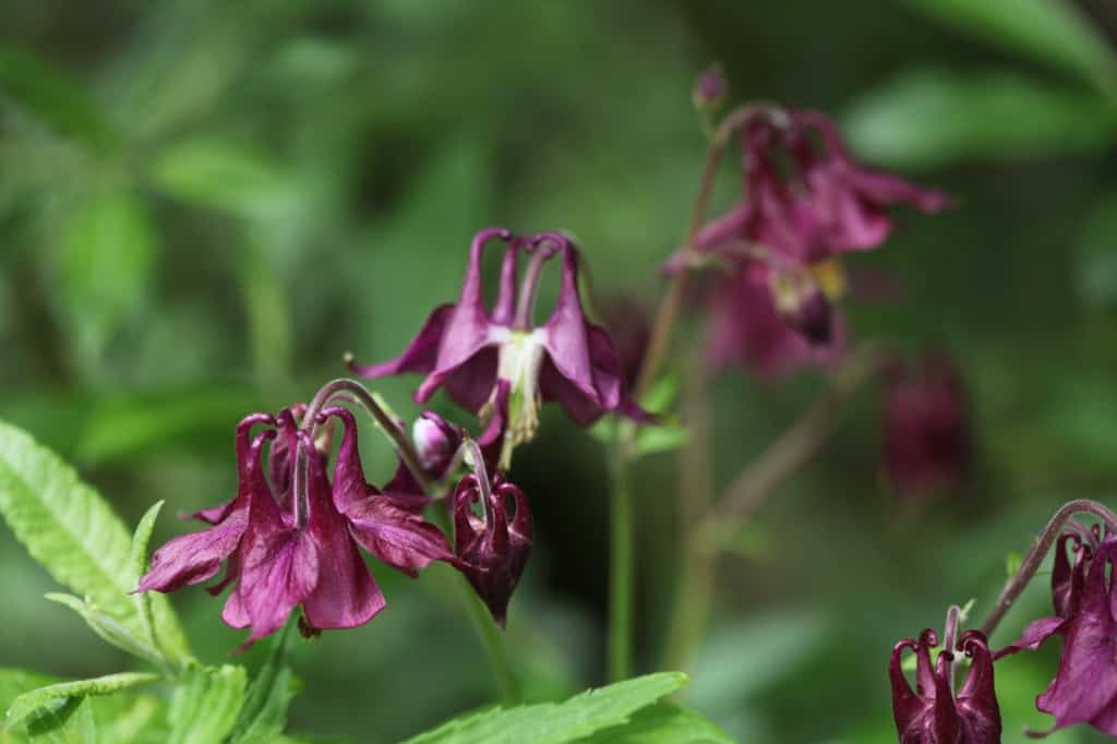 bell shaped burgundy coloured Columbine flowers in the garden