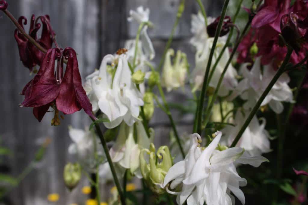 purple and white Columbine in the garden