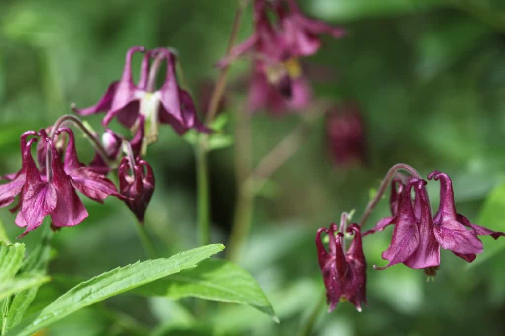 burgundy blooms of Columbine in the garden