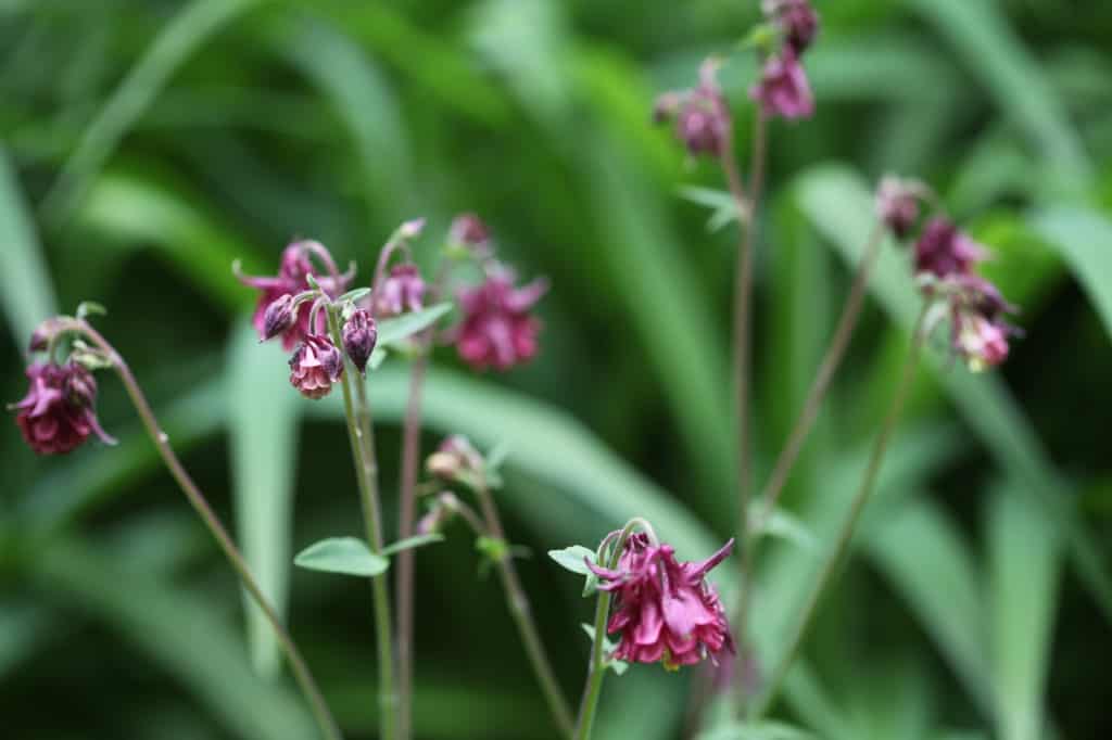 Columbine plant with burgundy blooms in the garden