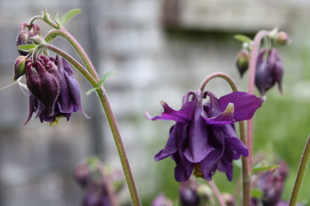 purple Columbine flowers in the garden