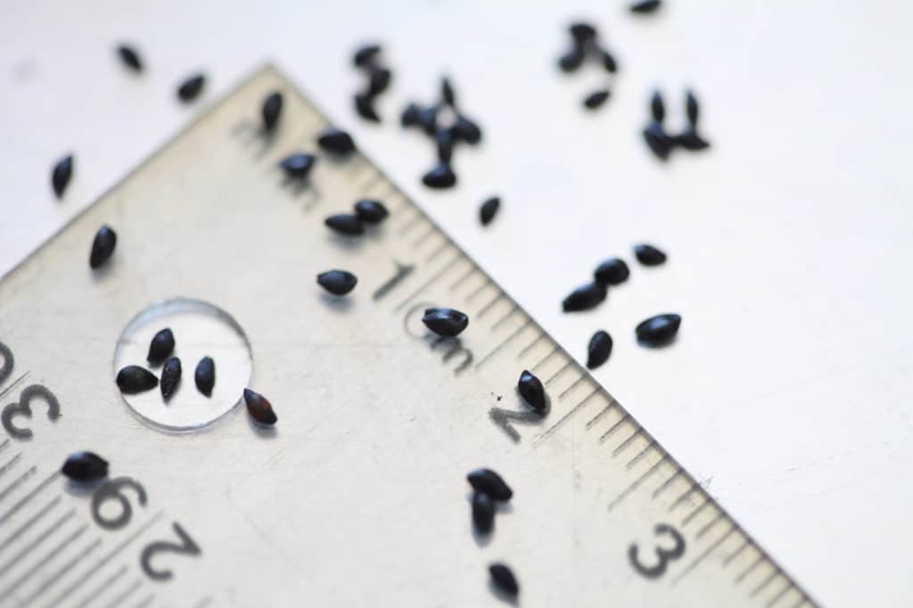 Columbine seeds on a ruler to show that they are approximately 2mm in length