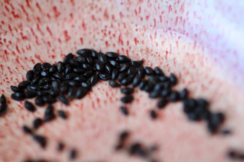 closeup of black shiny Columbine seeds in a pink bowl