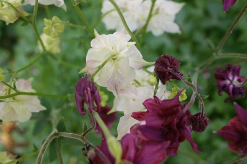 white and burgundy Columbine flowers in the garden