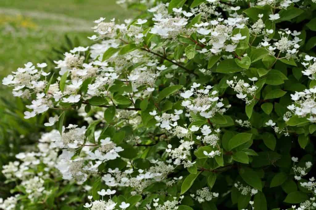 a lace cap hydrangea showing Lace cap hydrangea flowers resemble immature Orlaya blooms