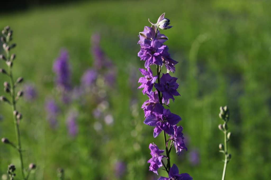 purple Larkspur flowers in the garden, some of the best annual flowers for cutting