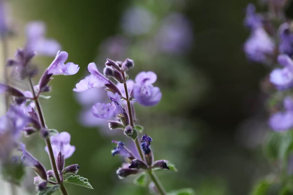 purple blooms of catmint, Nepeta x faassenii 