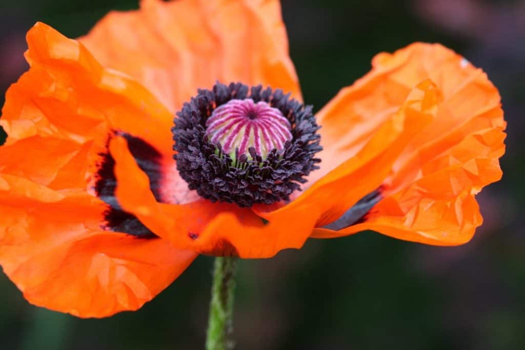 a bright orange Oriental poppy in the garden