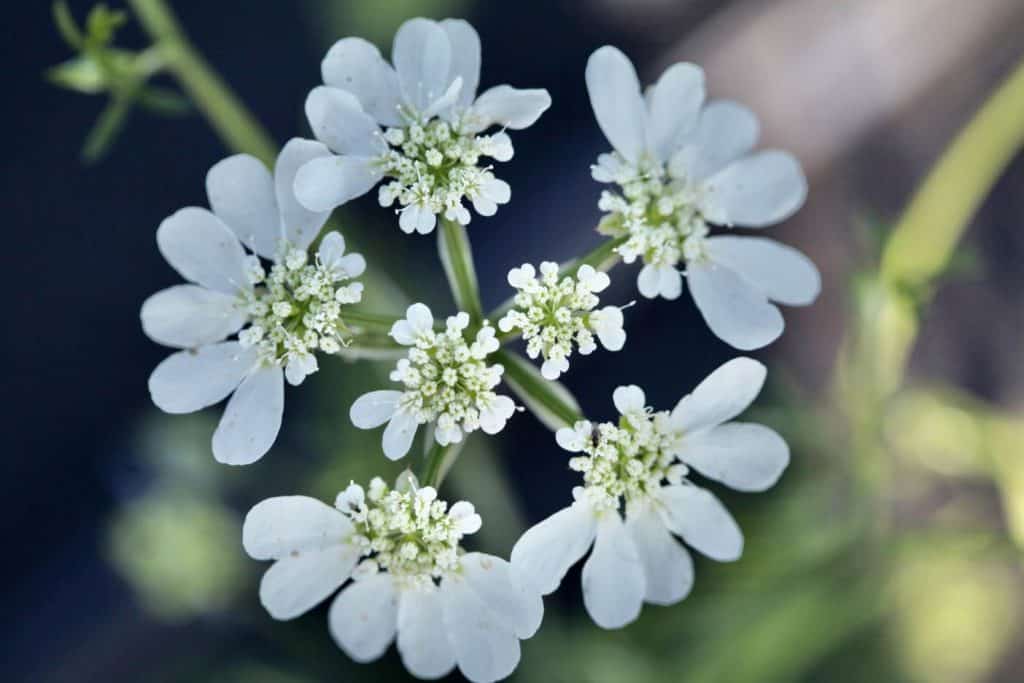 white Orlaya bloom with lacy petals that resemble antique lace