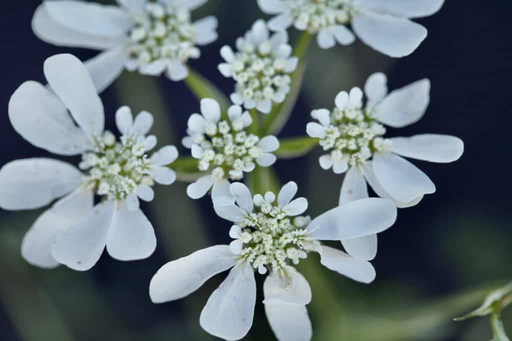 a closeup of a white orlaya bloom