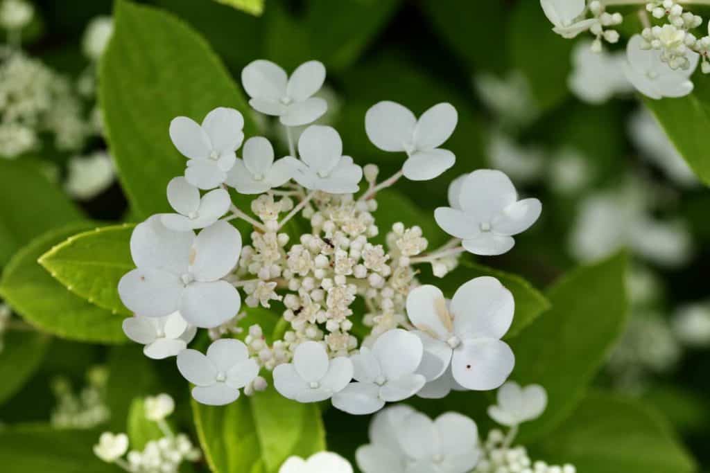 Orlaya is similar in appearance to Lace cap hydrangea