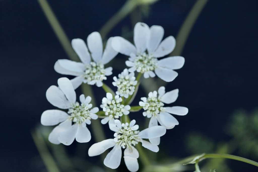 a white orlaya bloom