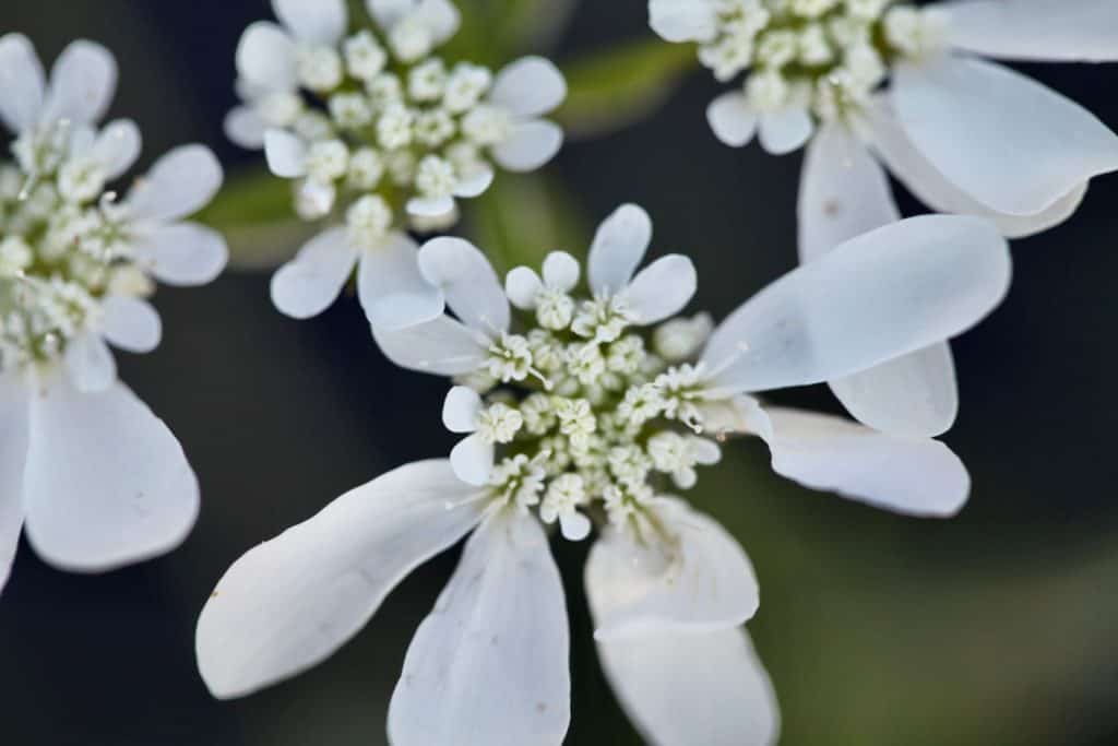 orlaya blooms up close