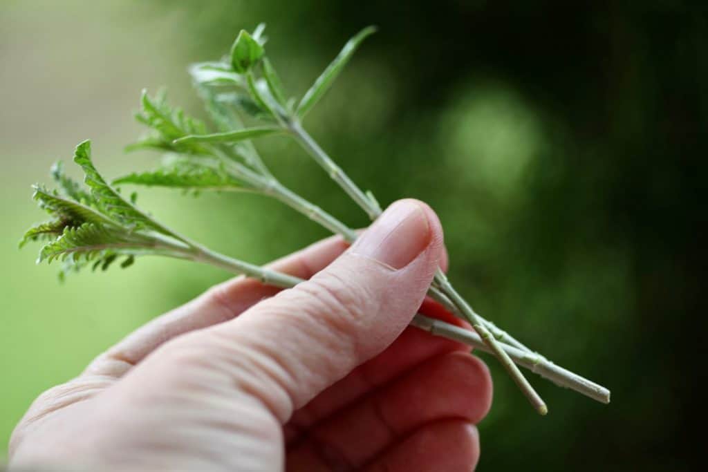 a hand holding Russian sage cuttings