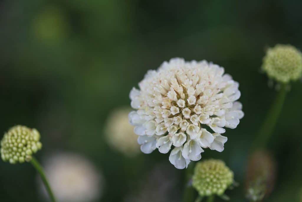 cream coloured blooms of Scabiosa are cut and come again flowers in the garden