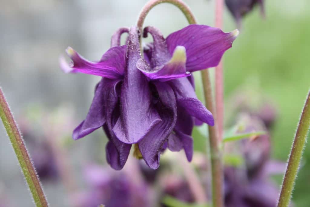a closeup of a purple Columbine bloom in the garden