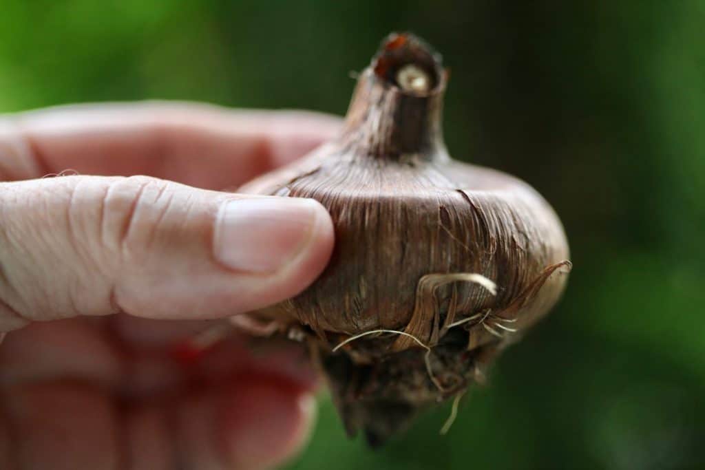 a hand holding a gladiola corm