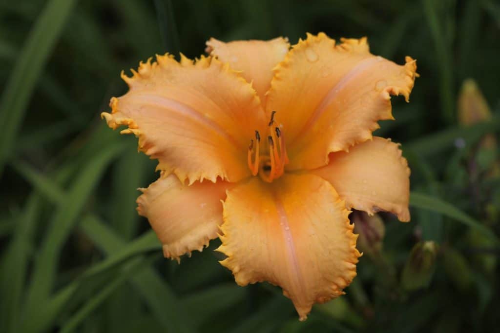 an orange daylily seedling with a toothy edge