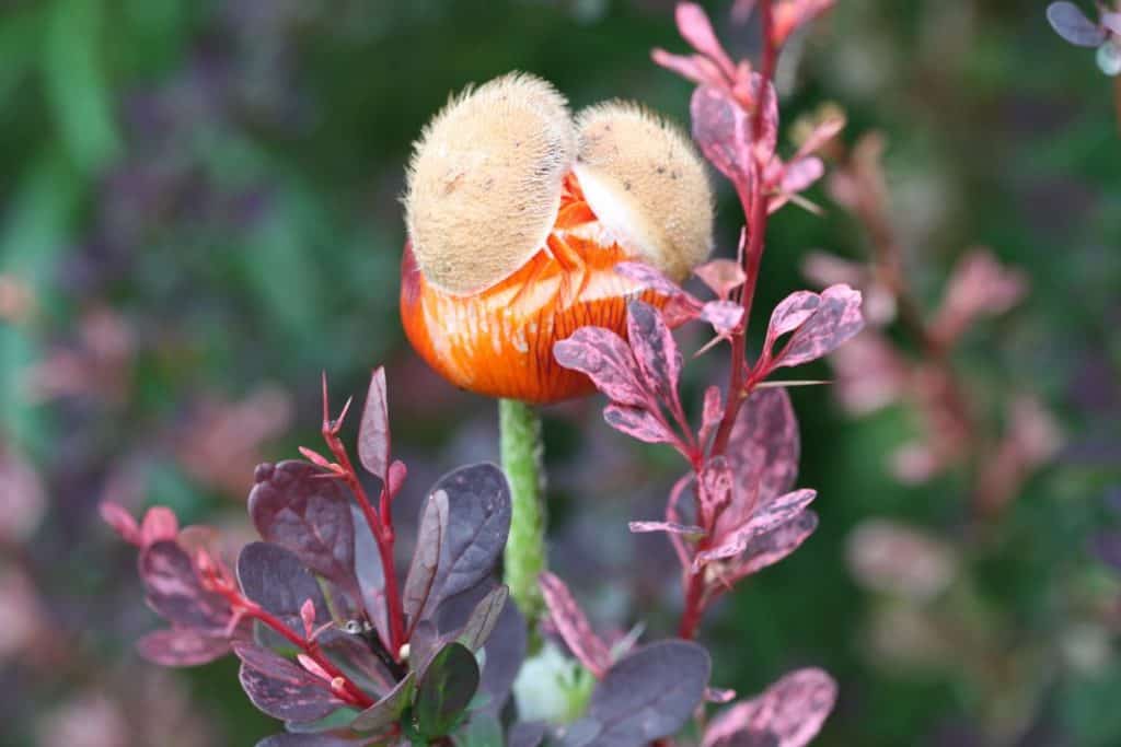 an orange poppy in the garden with the pod still attached, getting ready to bloom
