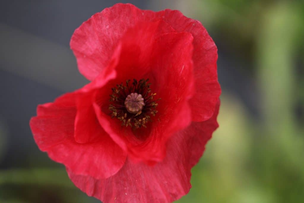 a red Shirley poppy against a blurred green background