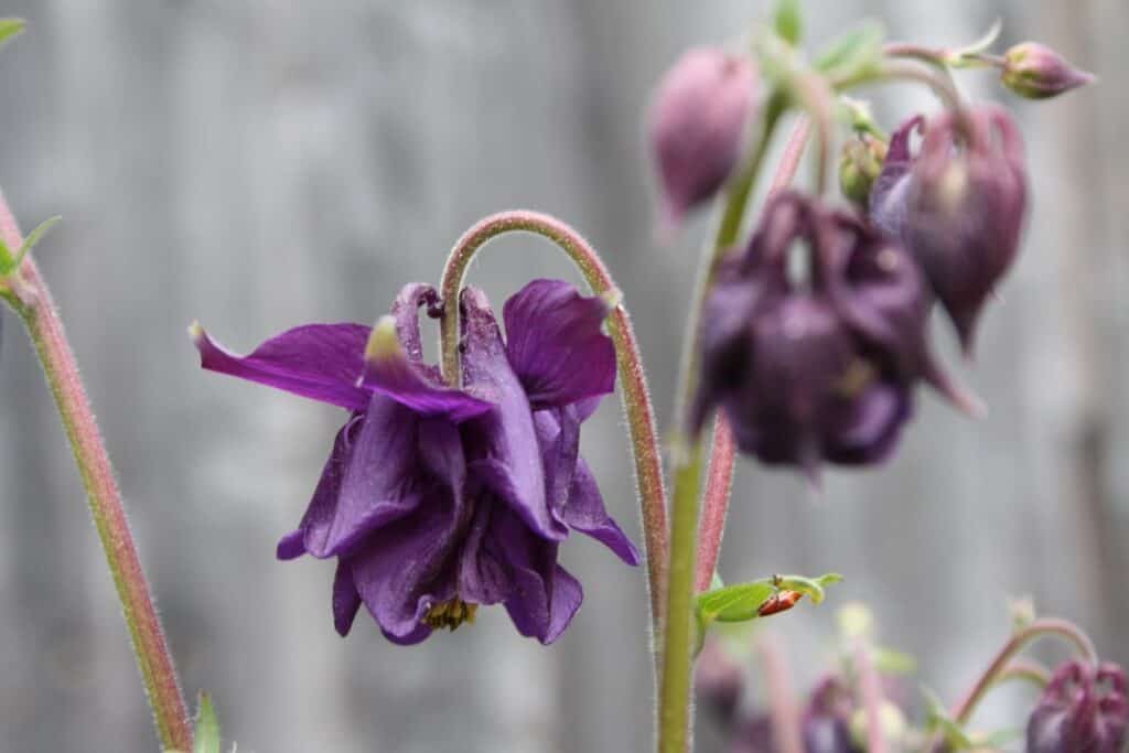 purple Columbine flowers against a blurred background