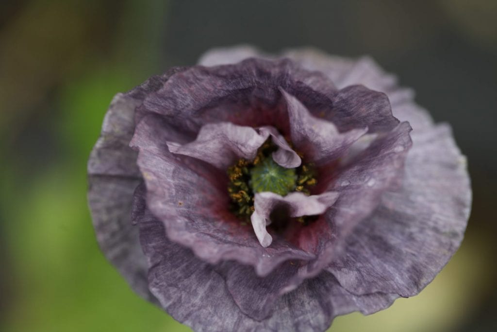 amazing grey poppy in shades of a purple grey colour against a blurred green background