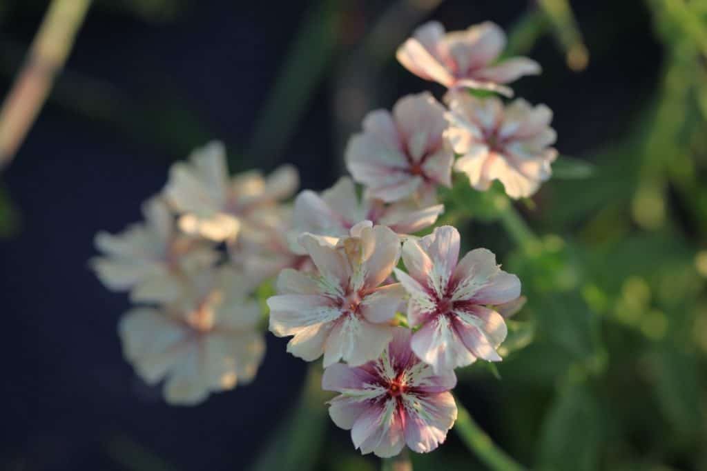 annual phlox blooms in the garden