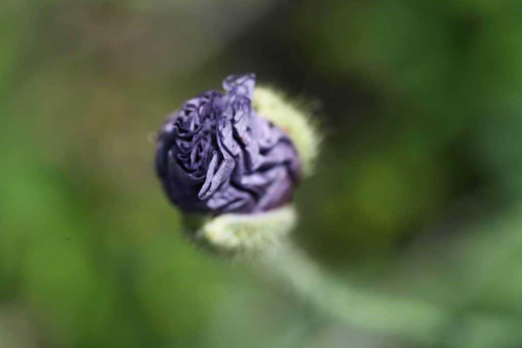 a purple poppy bud just starting to open