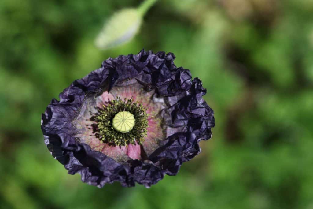 a purple poppy with an intricate centre boss, against a blurred green background