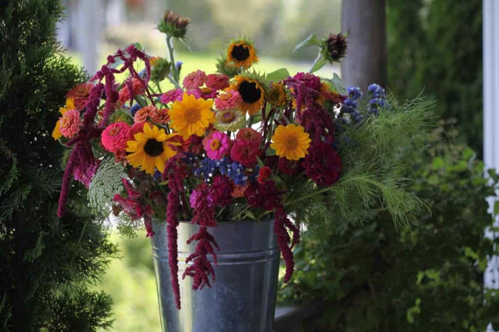 a bucket full of colourful annuals from the cutting garden, some of the best annual flowers for cutting