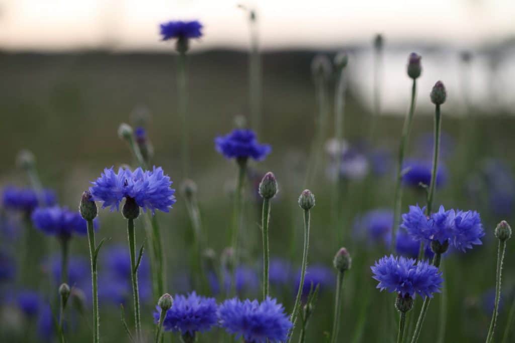 blue flowers of Bachelor's buttons in the garden, some of the best annual flowers for cutting