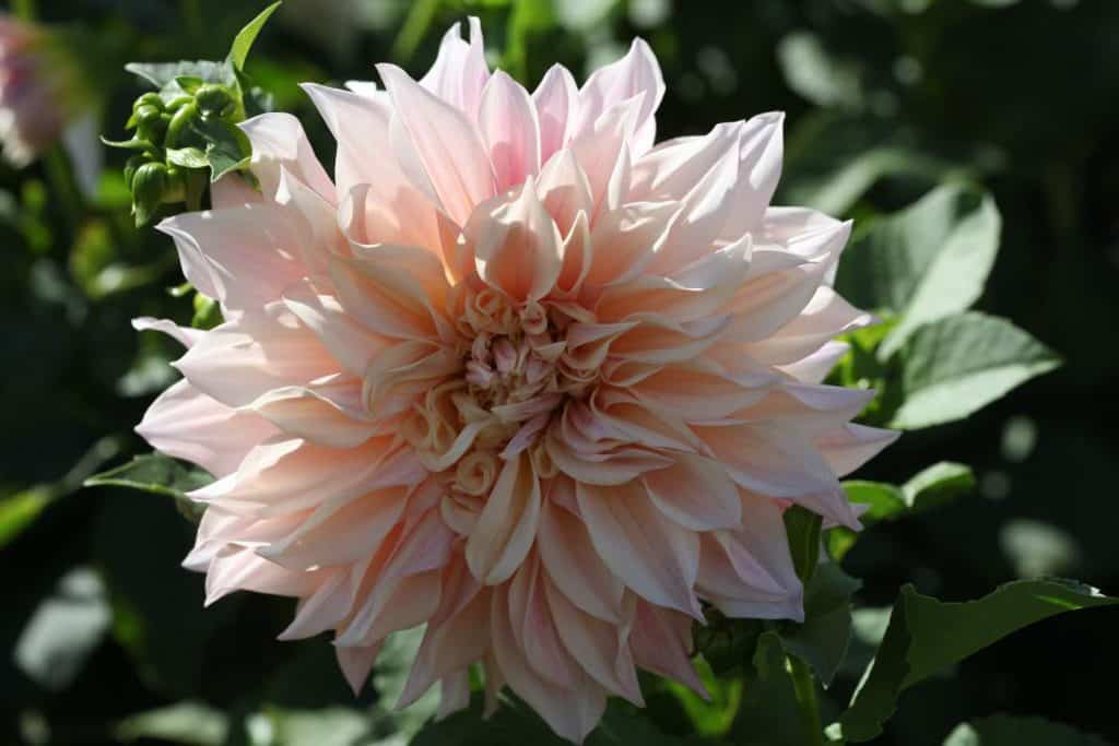 cafe au lait dahlia in the garden