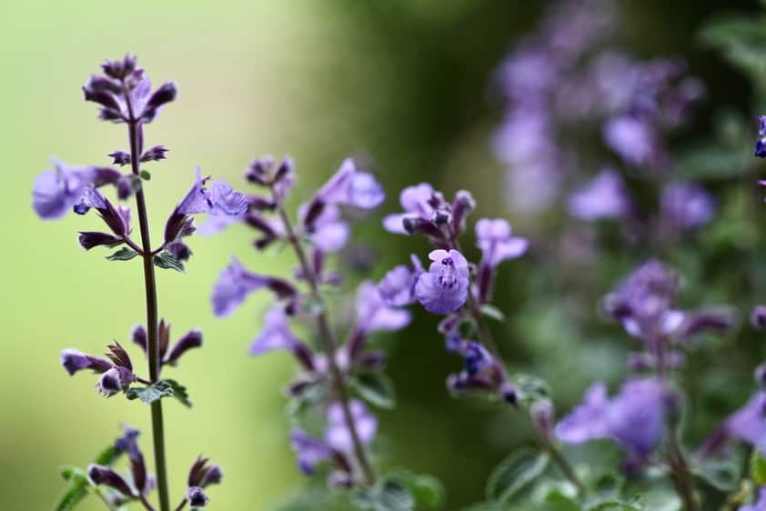 catmint in bloom with purple flowers