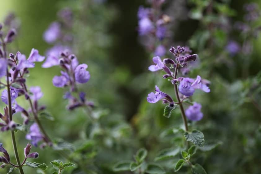 two lipped catmint flowers are interesting and attractive