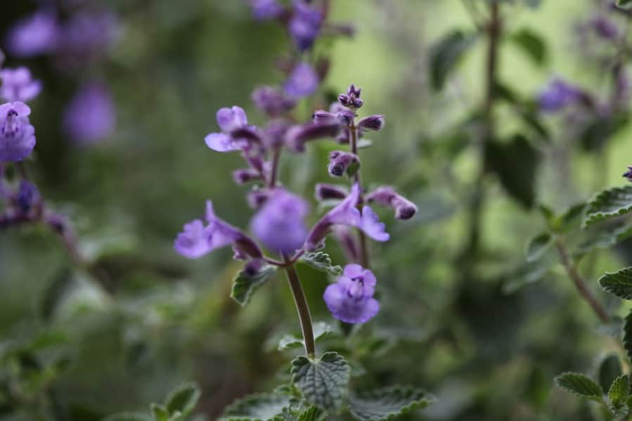 blooming catmint