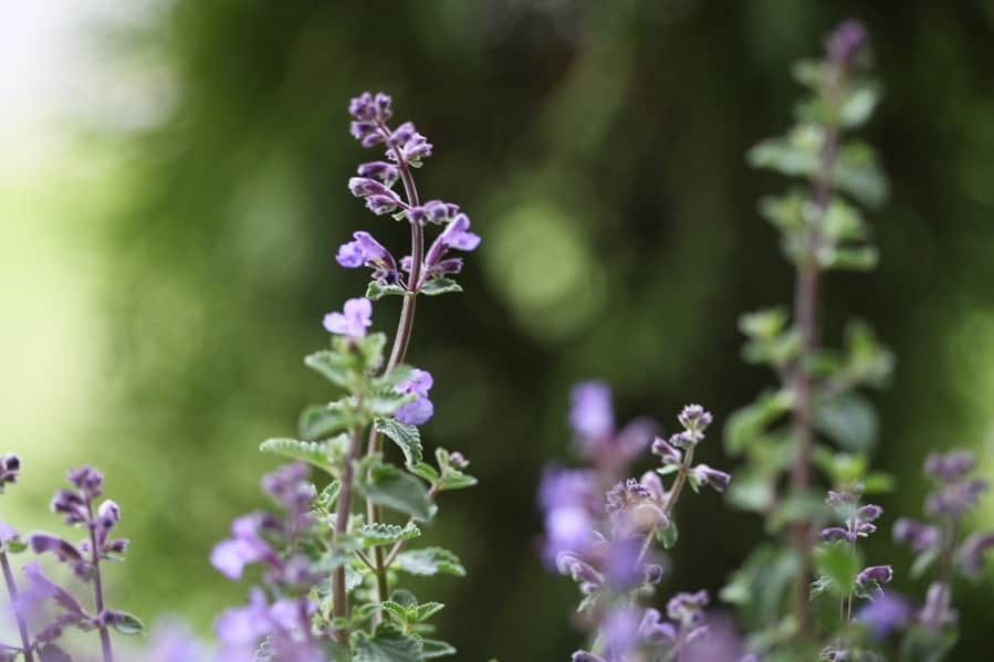 purple catmint blooms