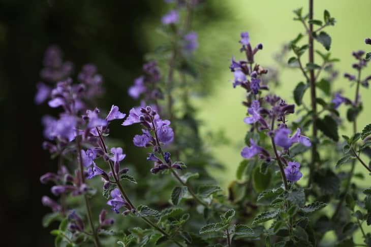 PERENNIAL BACHELOR BUTTONS IN THE GARDEN