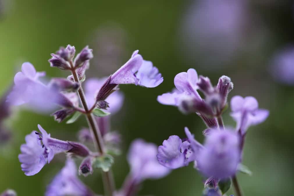 purple catmint blooms, a wonderful source of nectar for the pollinators