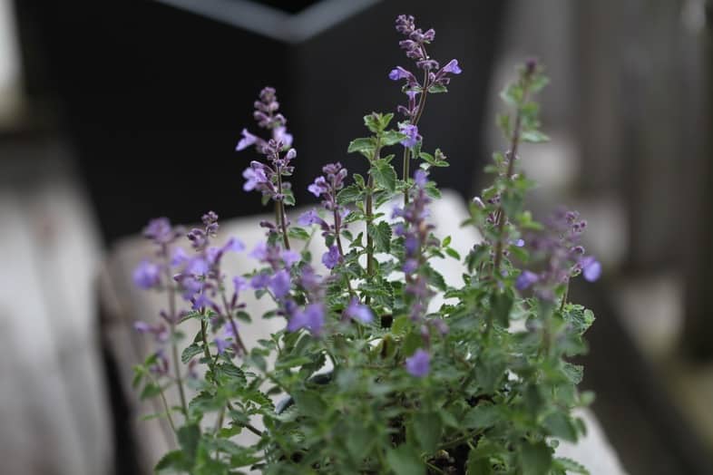 catmint blooms