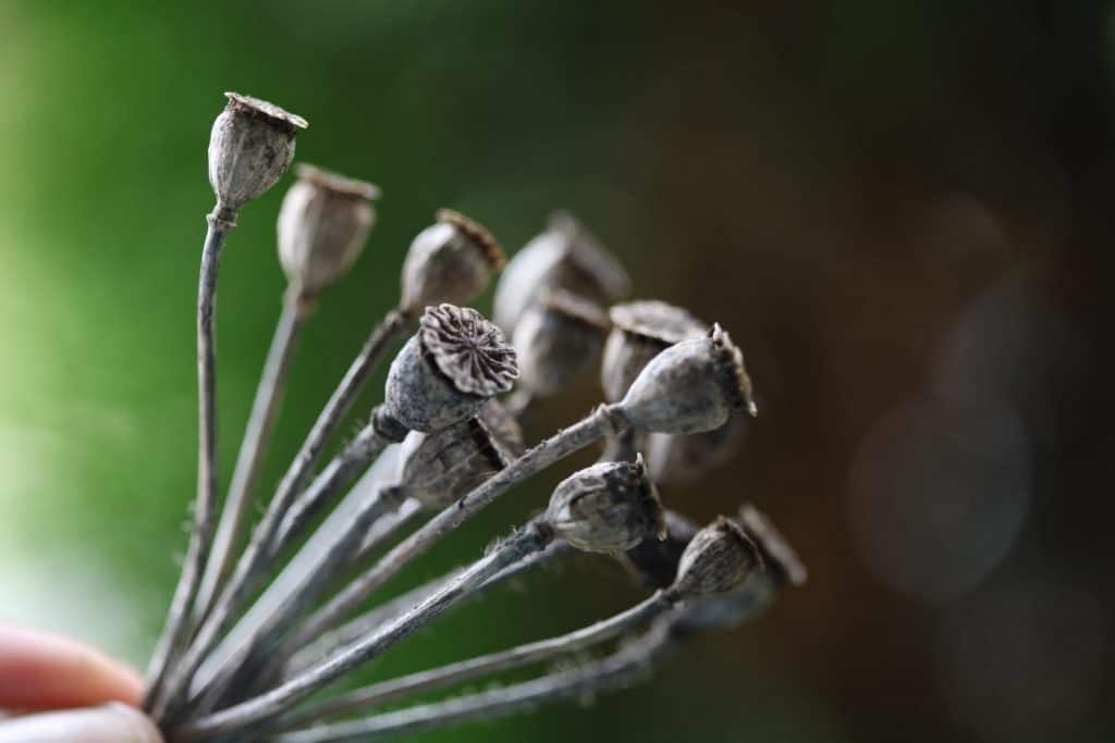 seed pods of Shirley poppy being held up against a blurred green background, showing how to grow poppies from seed