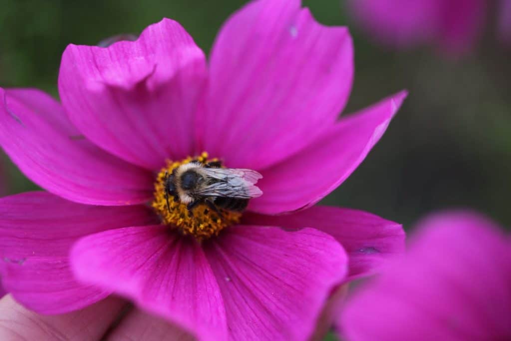 a pink cosmos bloom with a bee