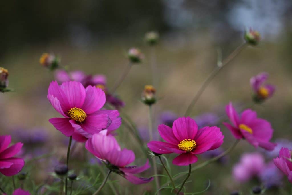 pink cosmos blooms are cut and come again flowers in the garden