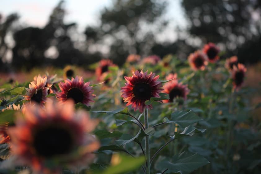 pink colored sunflowers in the field