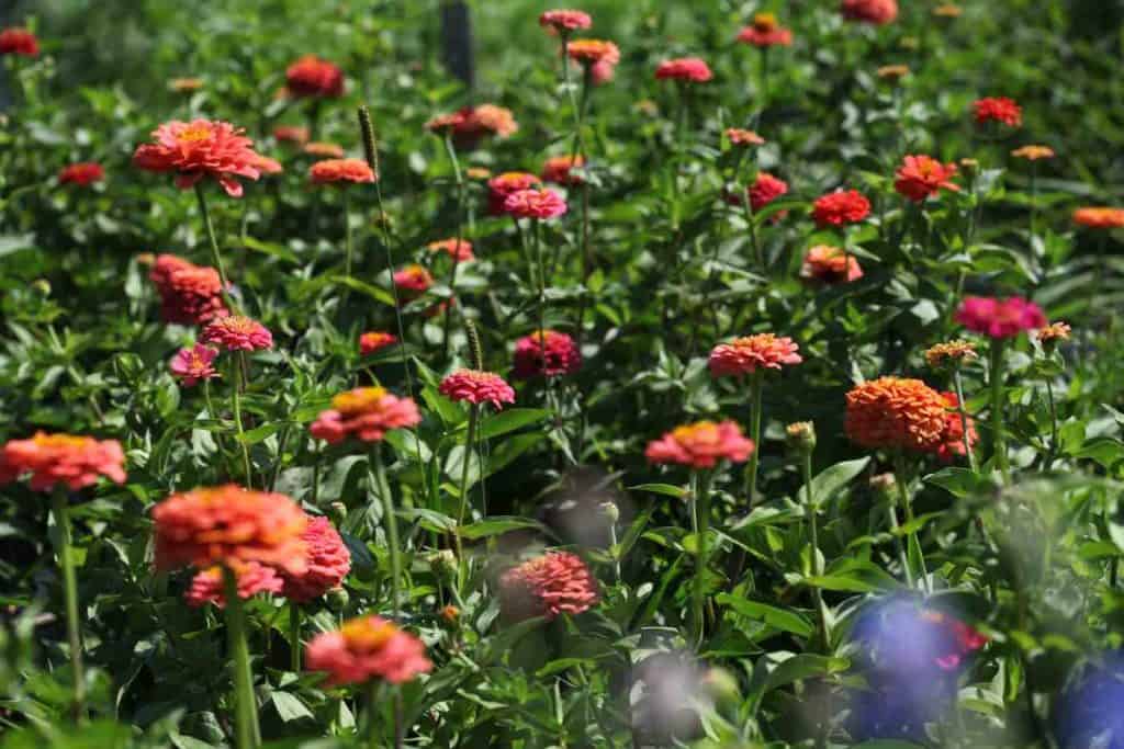 orange zinnias are cut and come again flowers
