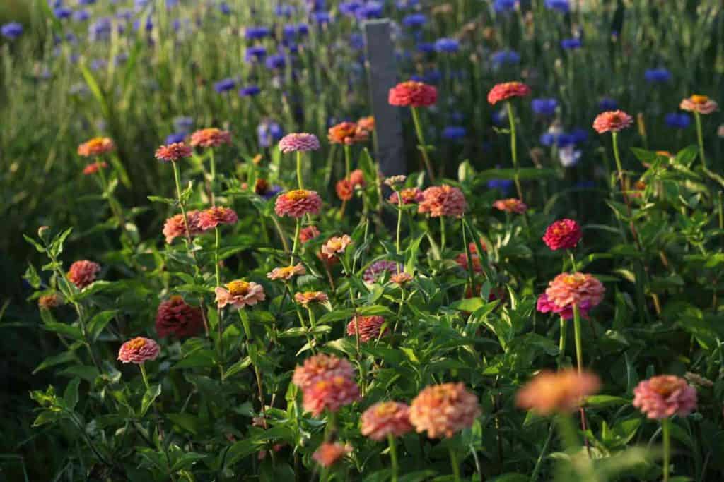 orange zinnias and blue bachelor buttons in the garden