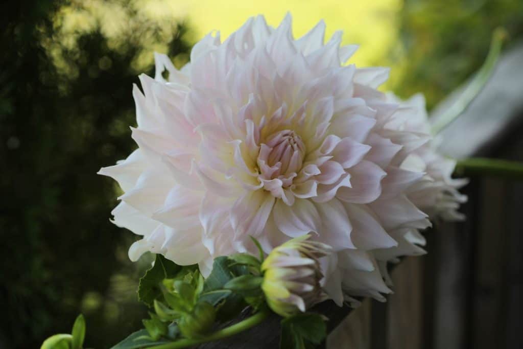 a large pink dahlia on a wooden railing