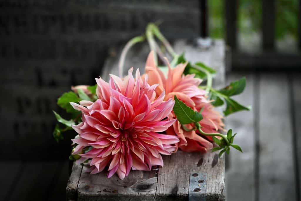 to demonstrate gardening terms for beginners, cut stems of dahlias on a wooden crate